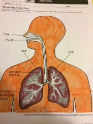 Grade 2 Healthy Lungs